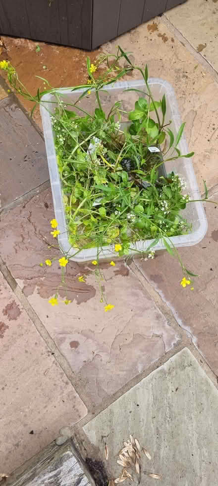 Photo of free Pond plants (marginal) (Barnard's Green WR14) #1