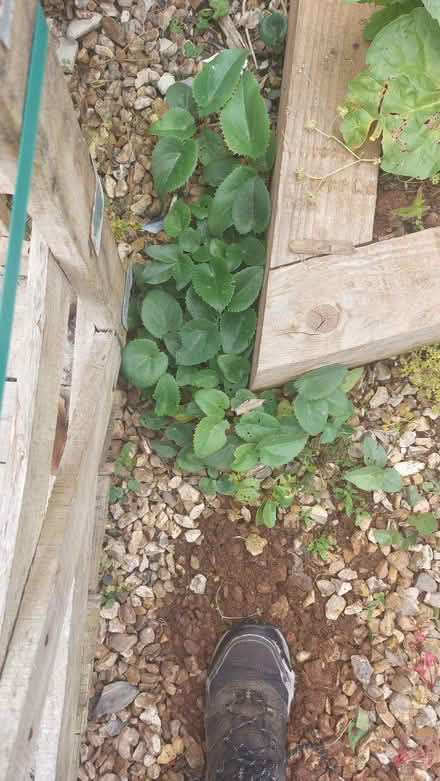 Photo of free Holly leaved hellebore seedlings (Broadsands TQ4) #2