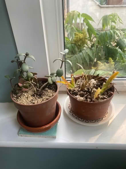 Photo of free Aloe Vera & jade plants (Oxford-Freegle CGA OX4) #1