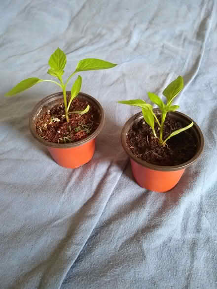 Photo of free 2 Bell Pepper Seedlings (CT9) #1