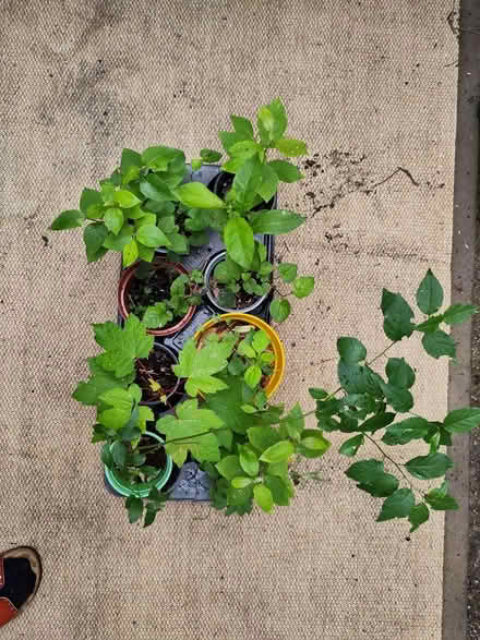 Photo of free Tray of very young outdoor plants (L1 Liverpool City Centre) #1