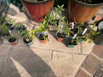 Photo of free Tomato plants (Charlton Marshall) #3