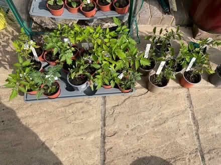 Photo of free Tomato plants (Charlton Marshall) #2