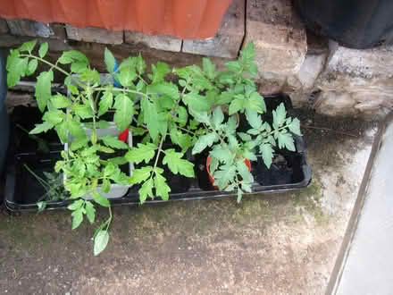 Photo of free 5 Tomato plants (Neston CH64) #1