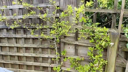 Photo of free Bush in a pot ? Pyracantha Firehorn (Oxenholme LA9) #1