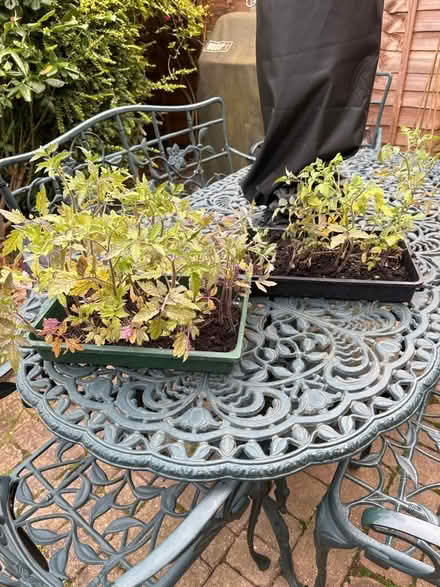 Photo of free Tomato plants (Foxholes SG13) #2