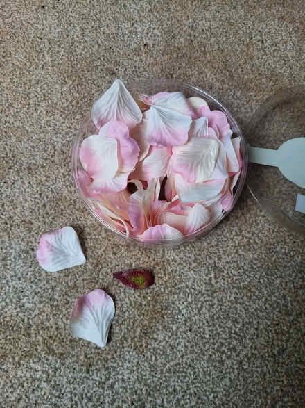 Photo of free Arts and crafts rose petals (Brixham) #2