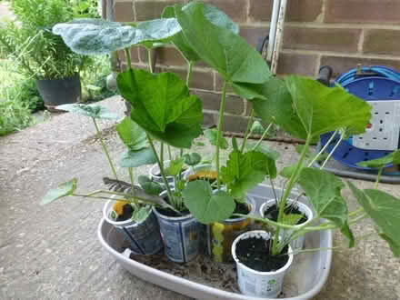 Photo of free Hollyhocks plants (North Tonbridge.) #1