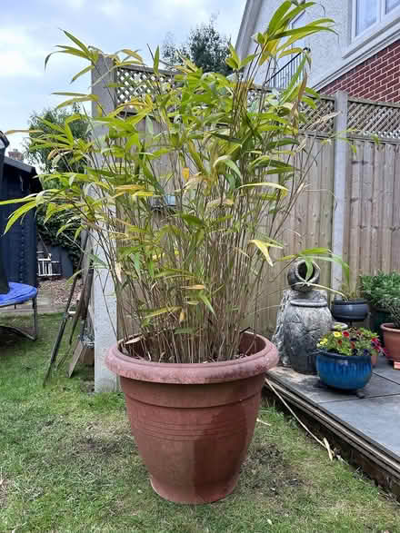 Photo of free Bamboo in pot (Hayling Island PO11) #2