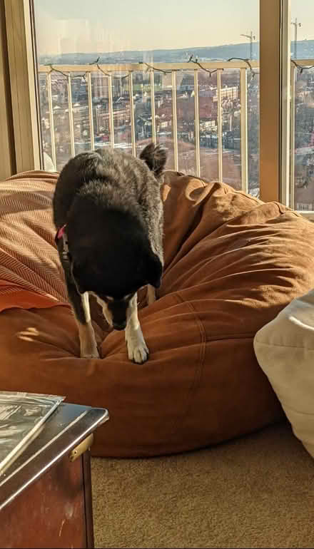 Photo of free Corduroy Brand Bean Bag (Fort Washington MD) #2