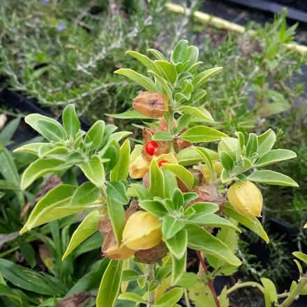 Photo of free Ashwagandha Plant (Indian Ginsing) (Darvel KA17) #2