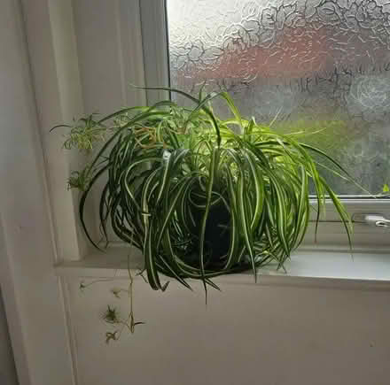 Photo of free Triffid... err.. Spider Plant. (Morecambe LA4) #1