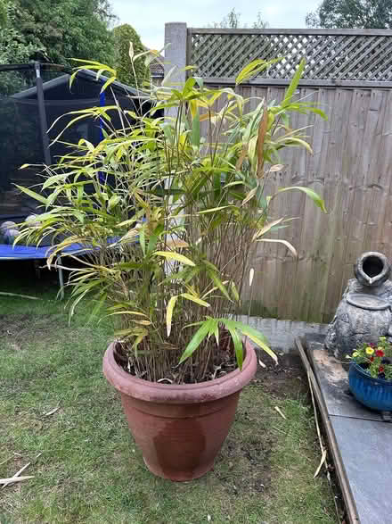 Photo of free Bamboo in pot (Hayling Island PO11) #1