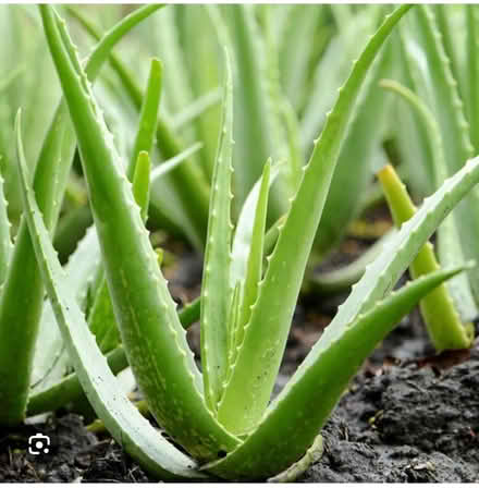 Photo of Aloe Vera plant (Alcester Lanes End B14) #1