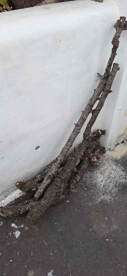 Photo of free Pear tree wood: turning or burning (Fiveways BN1) #1