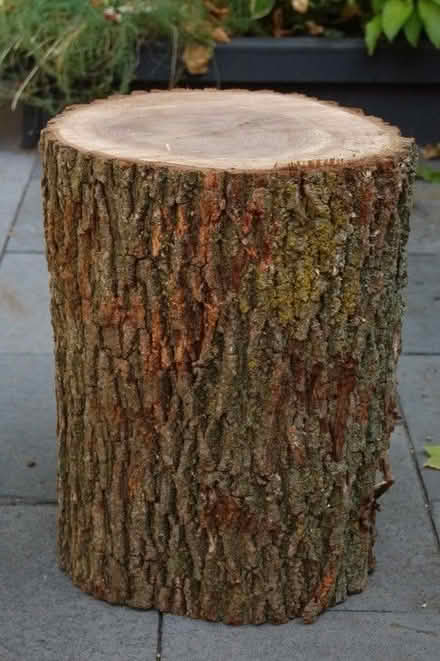 Photo of Tree Trunks (Welton HU15) #1