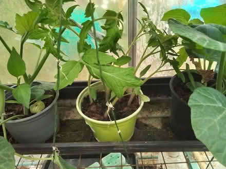 Photo of free Veg plants (Medway..) #1