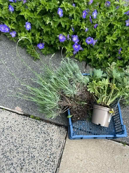 Photo of free perennial plants (moston M40,) #1