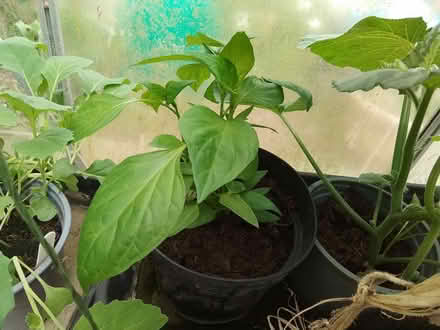 Photo of free Veg plants (Medway..) #3