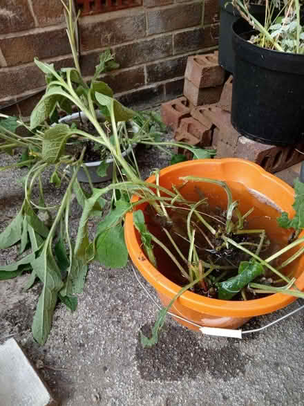 Photo of free Comfrey Plants (Dore S17) #1