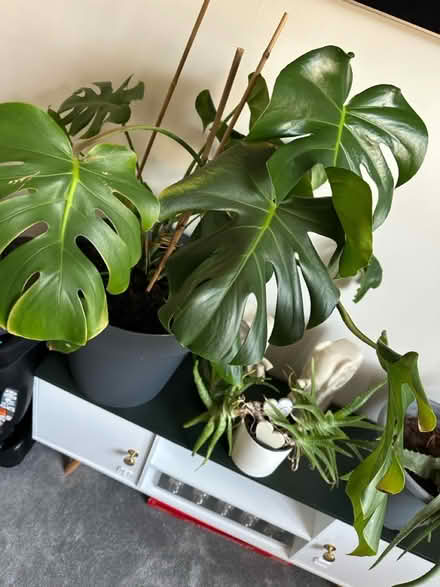 Photo of free Selection of plants (S6 Hillsborough) #1
