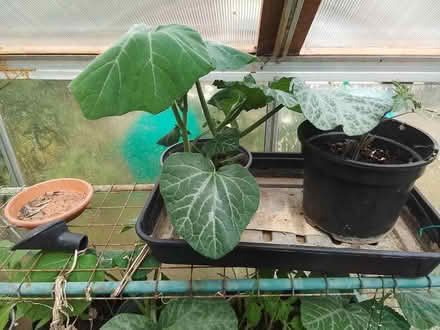 Photo of free Veg plants (Medway..) #2