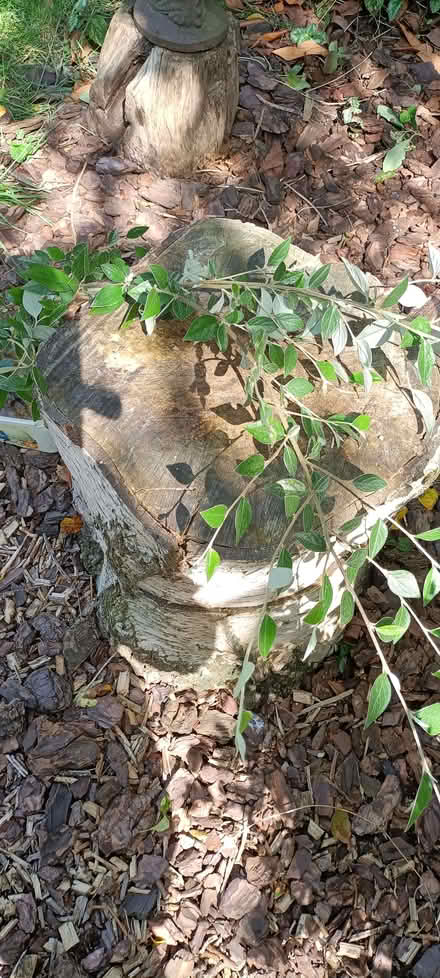 Photo of free Cotoneaster plants (Little Stoke ST15) #1