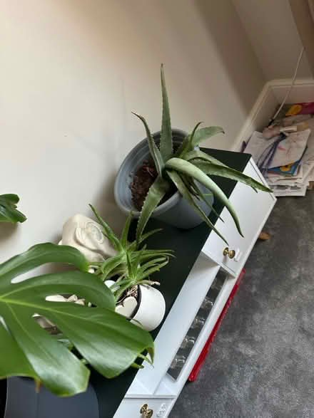Photo of free Selection of plants (S6 Hillsborough) #2