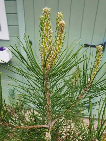 Photo of free Conifer tree (CM21, Sawbridgeworth) #2