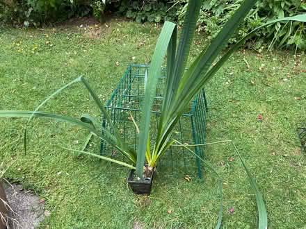 Photo of free Pond plant (Marlow SL7) #1