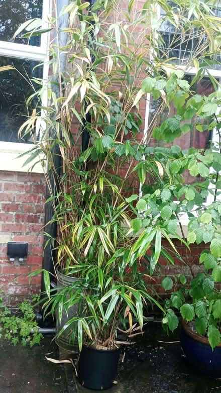 Photo of free large and small bamboo plants (Chapeltown LS7) #1