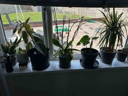 Photo of free Selection of plants (S6 Hillsborough) #4