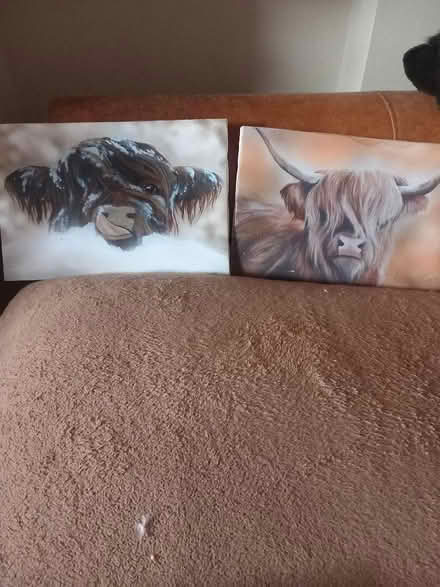 Photo of free Highland cow canvases (Tilehurst RG30) #1
