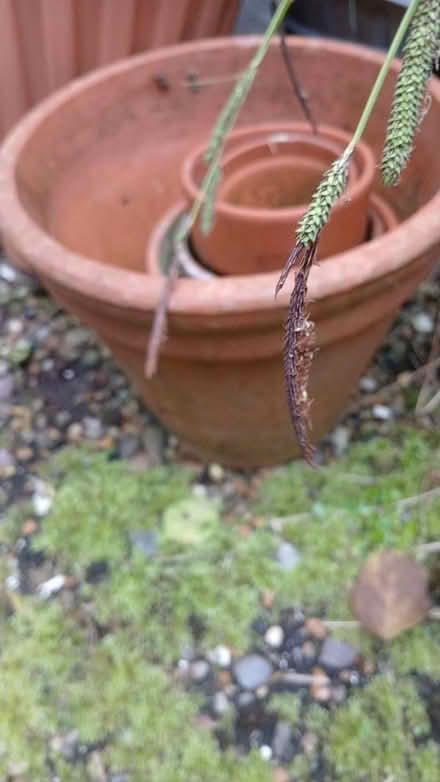 Photo of free Ceramic pots various sizes (BN1 3TD) #1