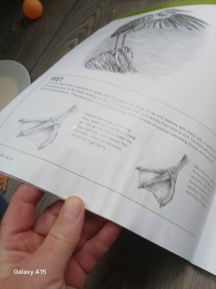 Photo of free Drawing birds book water damaged (Seven dials) #2