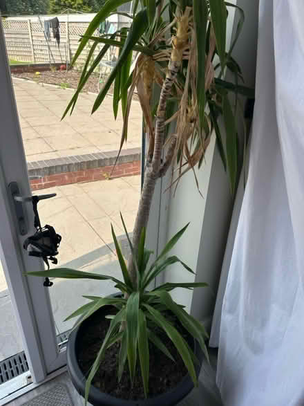 Photo of free Selection of plants (S6 Hillsborough) #3