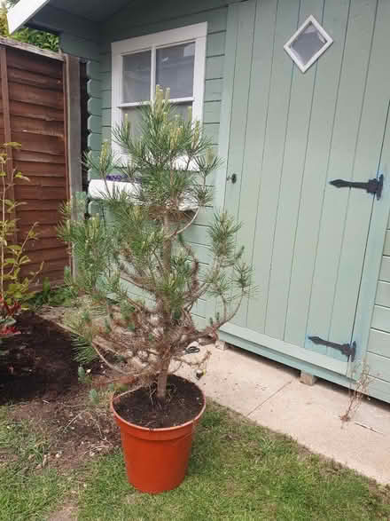 Photo of free Conifer tree (CM21, Sawbridgeworth) #1