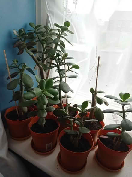 Photo of free Jade Plants (Osmaston DE24) #1