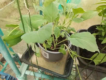 Photo of free Veg plants (Medway..) #4