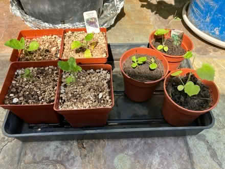 Photo of free Aubergine and cucamelon plants (Penisarwaun LL55 3) #1
