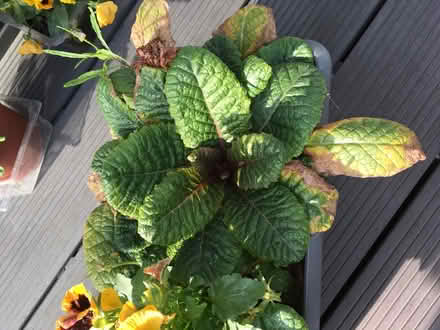 Photo of free Summer plants (Greenwich MV, SE10) #2