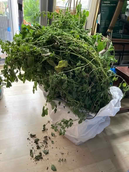 Photo of free Lots of lemon balm (Enfield EN1) #1