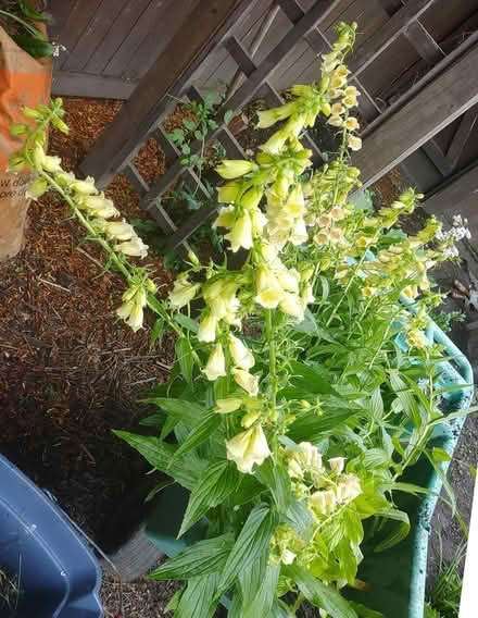 Photo of free FOXGLOVE+Foxglove-beardtongue (Watertown) #2