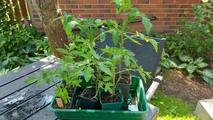 Photo of free Tomato plants (Chapel Allerton LS7) #1