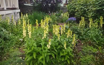 Photo of free FOXGLOVE+Foxglove-beardtongue (Watertown) #4