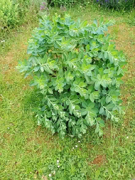 Photo of free Large sedum, ice plant (Temple Cowley OX4) #1