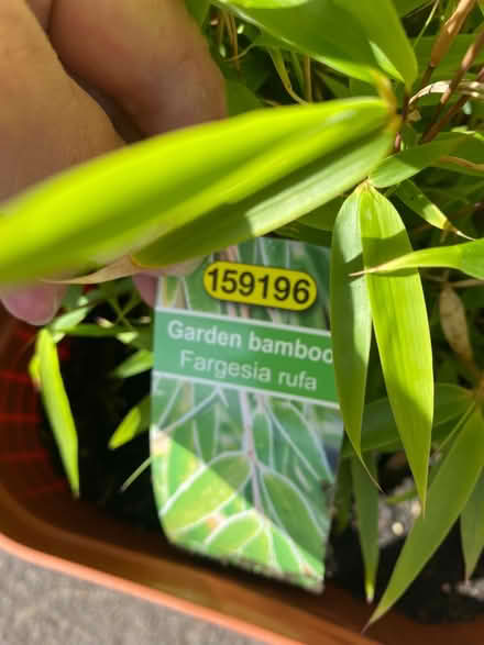 Photo of free Garden bamboo (Southdown) #2