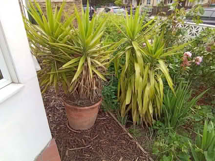 Photo of free Plants (Plumstead SE18) #1