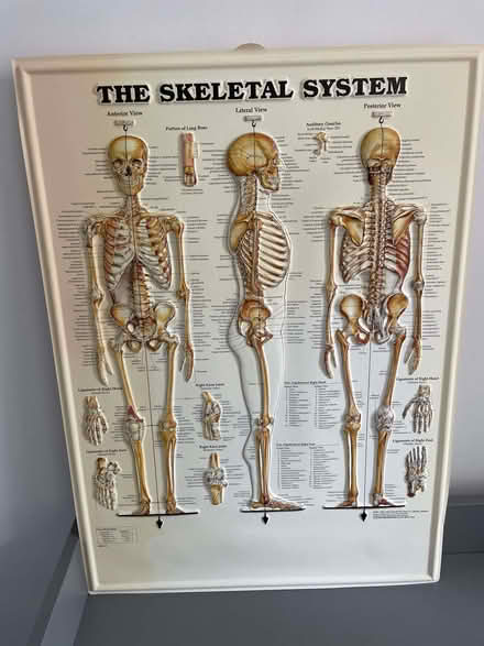 Photo of free Three large 3d(Raised) Anatomical Charts (Frimley GU15) #1