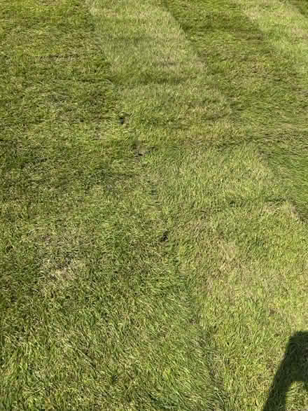 Photo of free 5 square metres of turf (Chorley PR7) #3